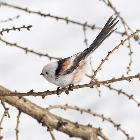16 - Fulufjellets Nasjonalparker - Natur-, Dyre- Og Fugleopplevelser Ljordal ภายนอก รูปภาพ
