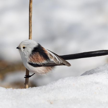 16 - Fulufjellets Nasjonalparker - Natur-, Dyre- Og Fugleopplevelser Ljordal ภายนอก รูปภาพ