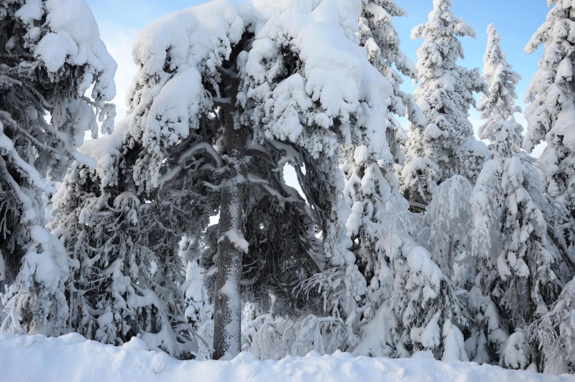 16 - Fulufjellets Nasjonalparker - Natur-, Dyre- Og Fugleopplevelser Ljordal ภายนอก รูปภาพ