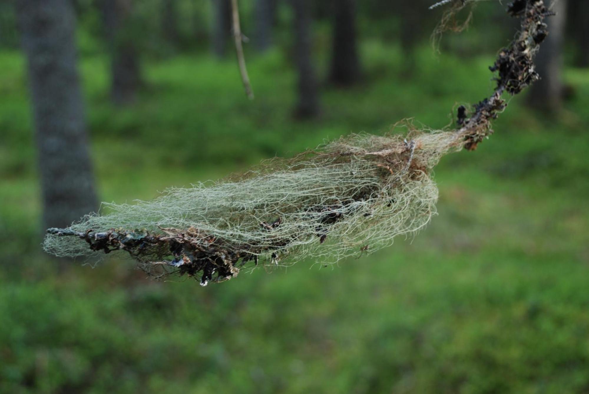 16 - Fulufjellets Nasjonalparker - Natur-, Dyre- Og Fugleopplevelser Ljordal ภายนอก รูปภาพ