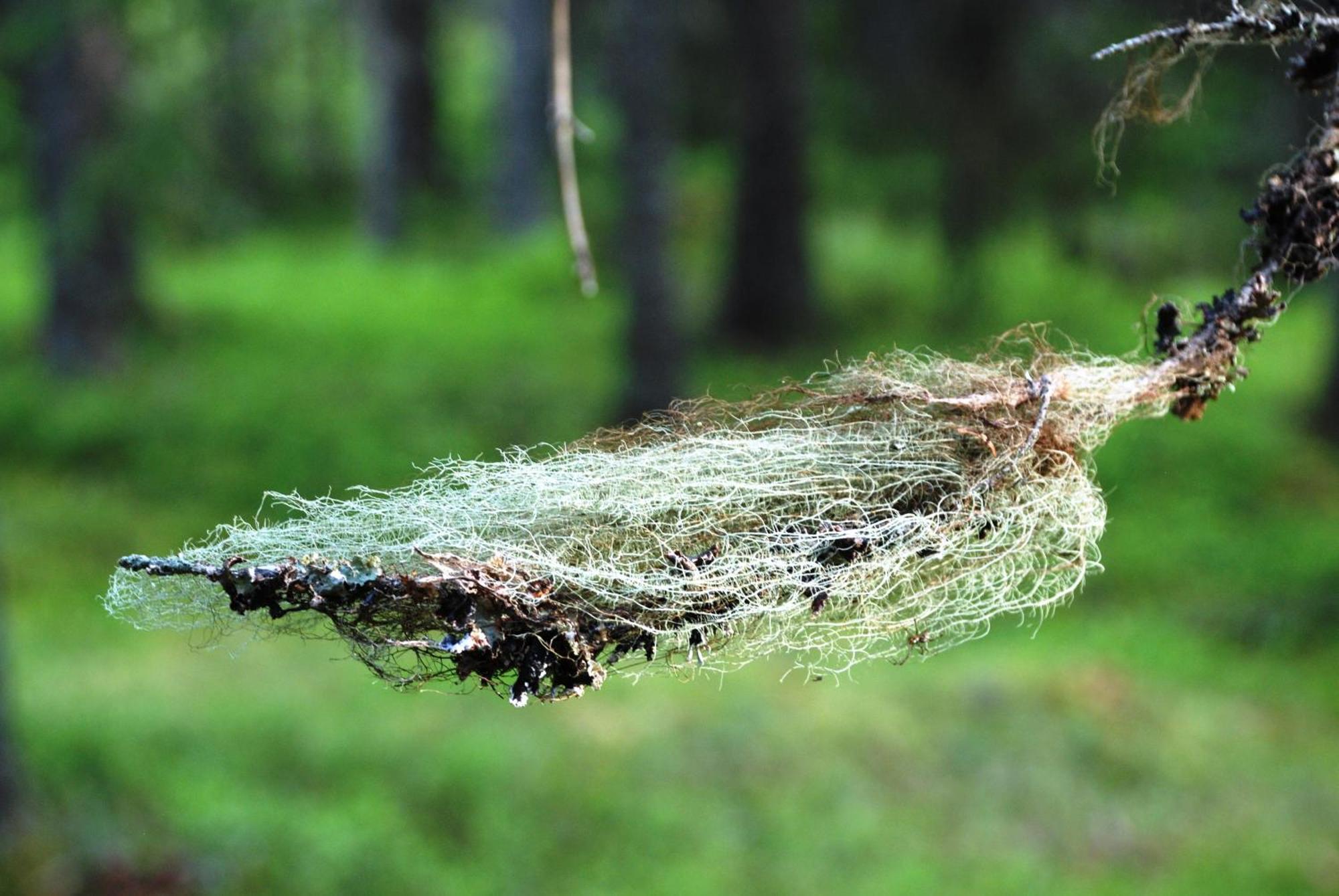 16 - Fulufjellets Nasjonalparker - Natur-, Dyre- Og Fugleopplevelser Ljordal ภายนอก รูปภาพ