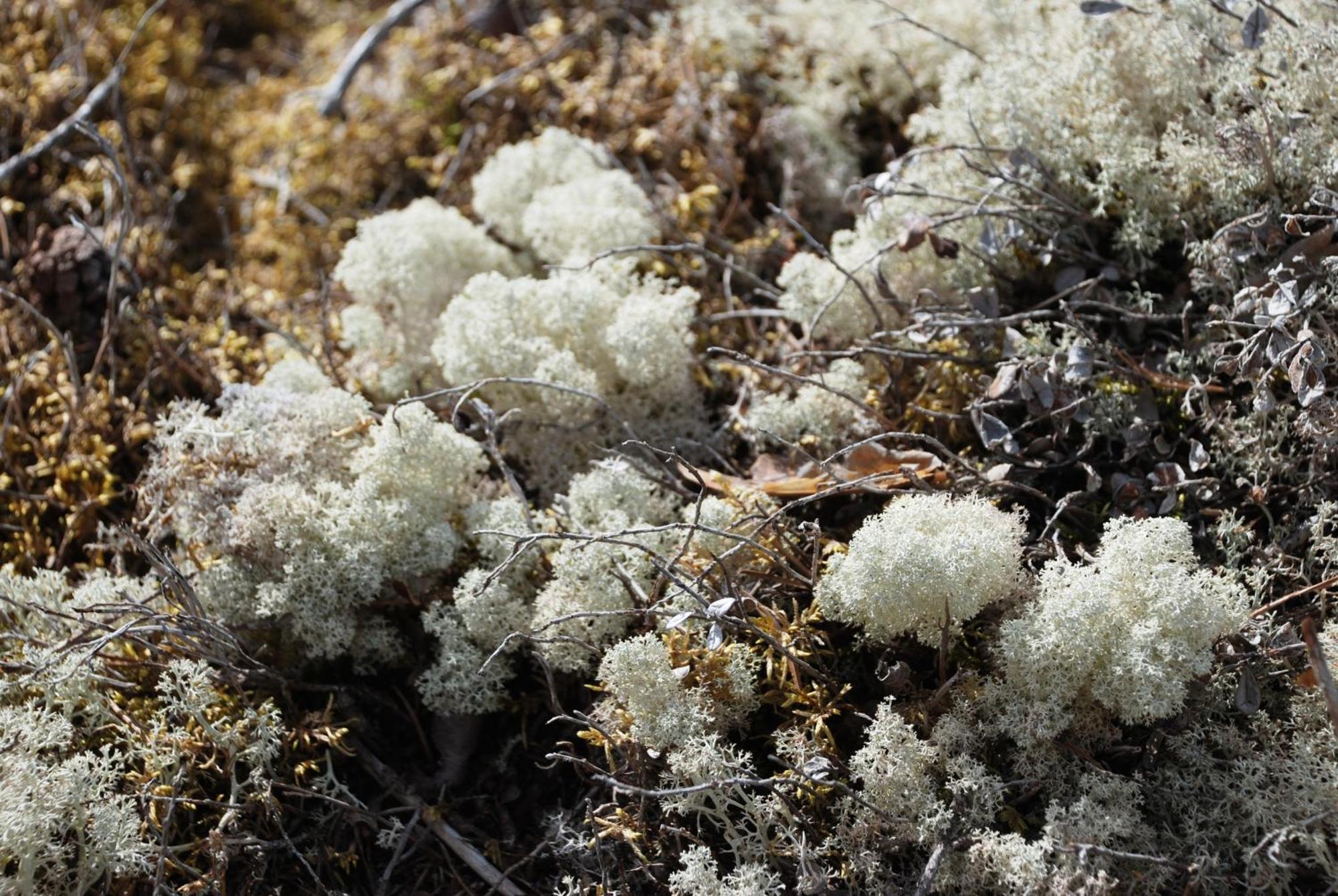 16 - Fulufjellets Nasjonalparker - Natur-, Dyre- Og Fugleopplevelser Ljordal ภายนอก รูปภาพ