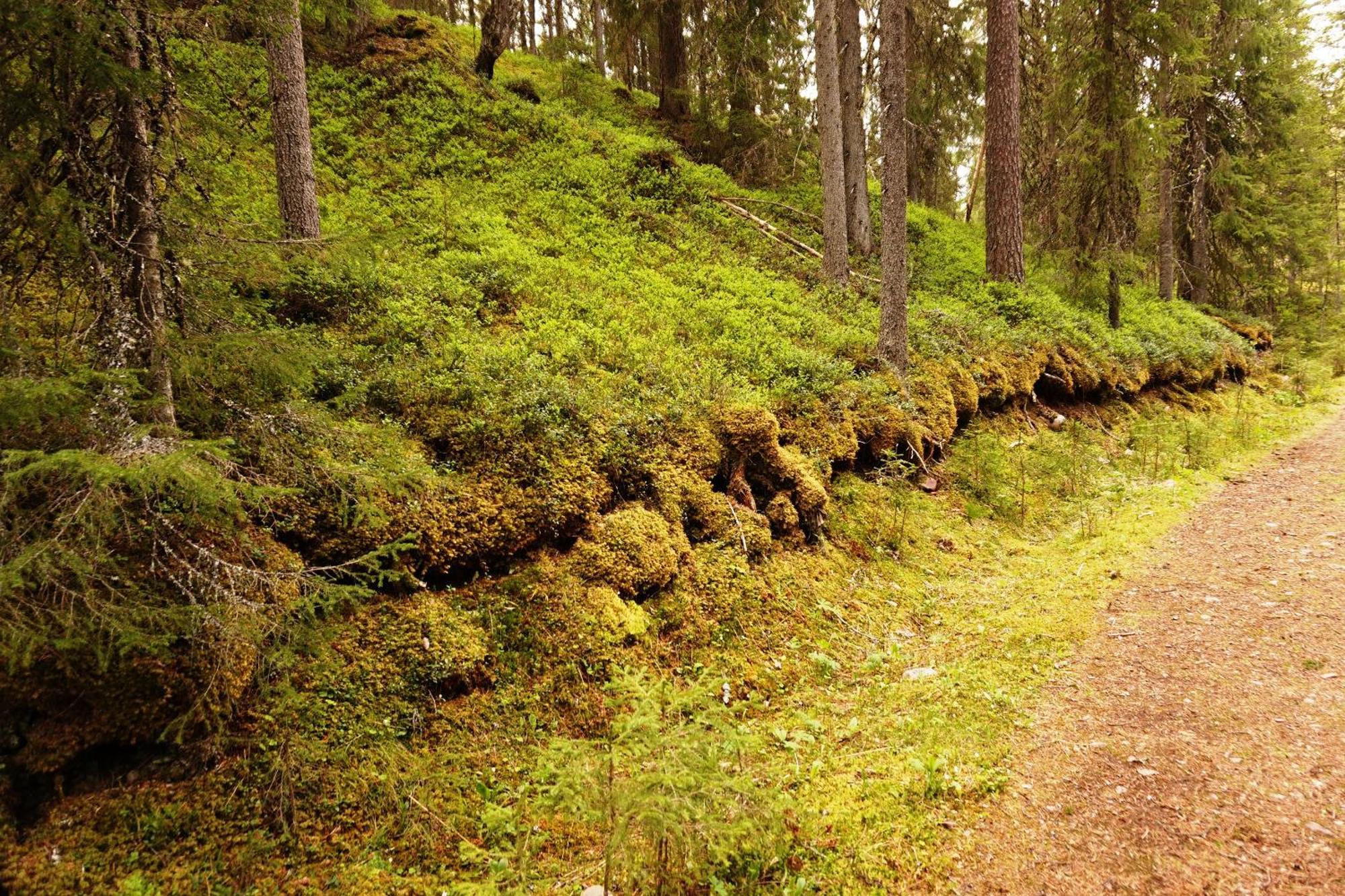 16 - Fulufjellets Nasjonalparker - Natur-, Dyre- Og Fugleopplevelser Ljordal ภายนอก รูปภาพ