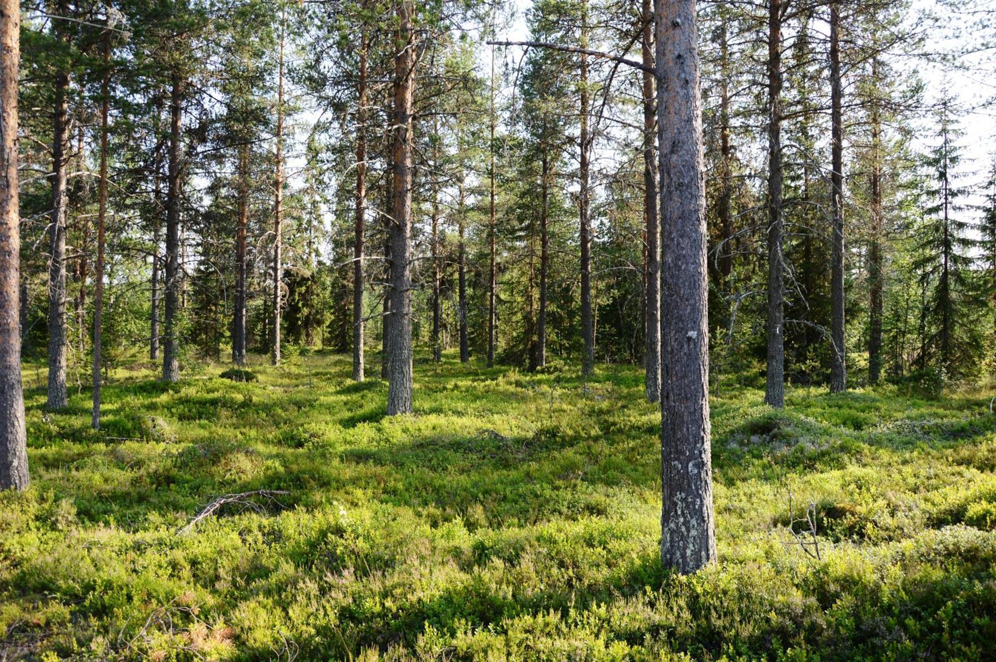 16 - Fulufjellets Nasjonalparker - Natur-, Dyre- Og Fugleopplevelser Ljordal ภายนอก รูปภาพ