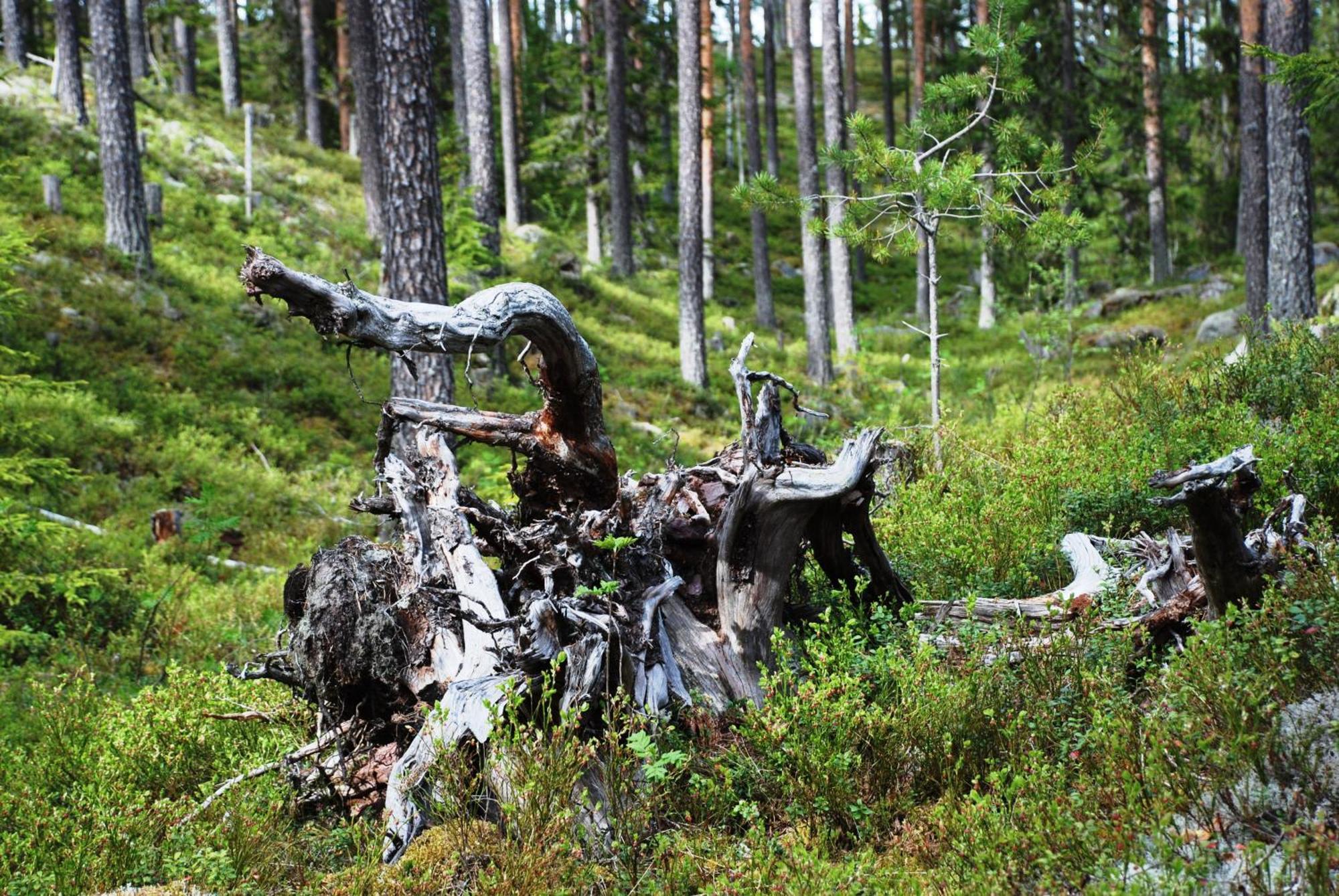 16 - Fulufjellets Nasjonalparker - Natur-, Dyre- Og Fugleopplevelser Ljordal ภายนอก รูปภาพ