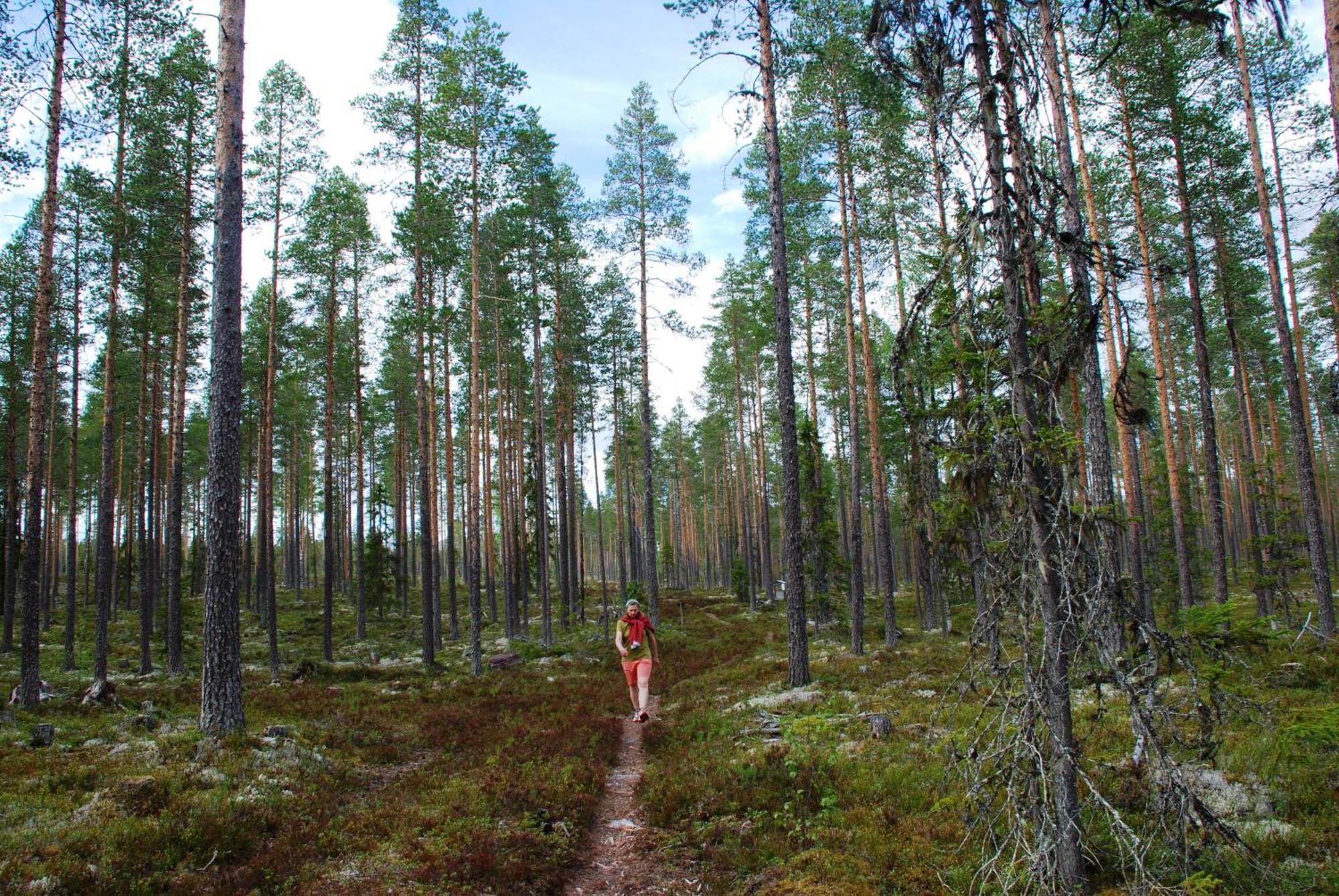 16 - Fulufjellets Nasjonalparker - Natur-, Dyre- Og Fugleopplevelser Ljordal ภายนอก รูปภาพ