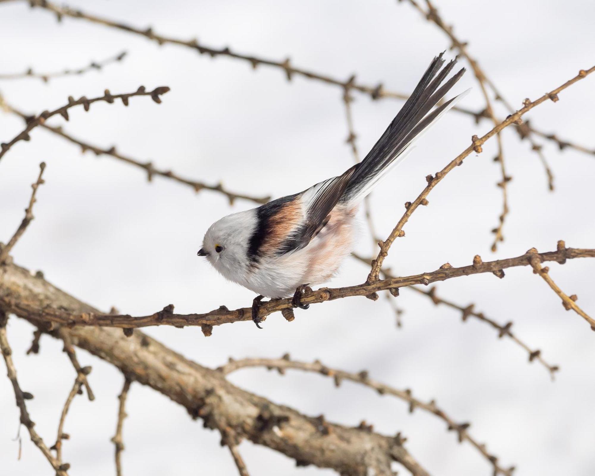 16 - Fulufjellets Nasjonalparker - Natur-, Dyre- Og Fugleopplevelser Ljordal ภายนอก รูปภาพ