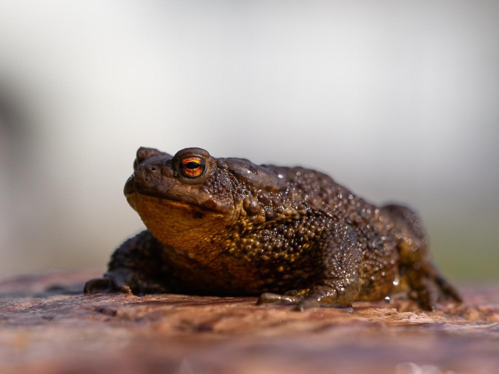 16 - Fulufjellets Nasjonalparker - Natur-, Dyre- Og Fugleopplevelser Ljordal ภายนอก รูปภาพ