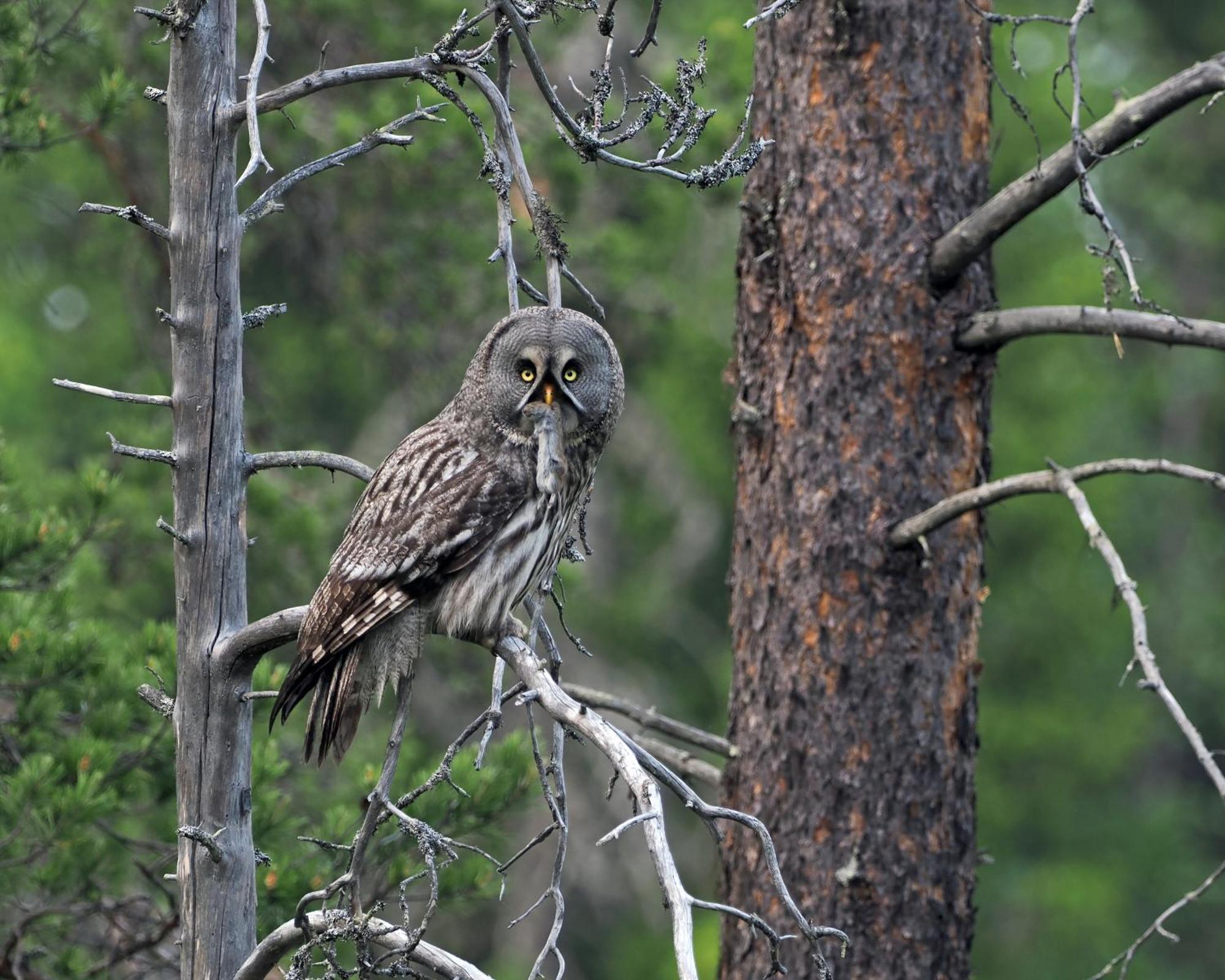 16 - Fulufjellets Nasjonalparker - Natur-, Dyre- Og Fugleopplevelser Ljordal ภายนอก รูปภาพ