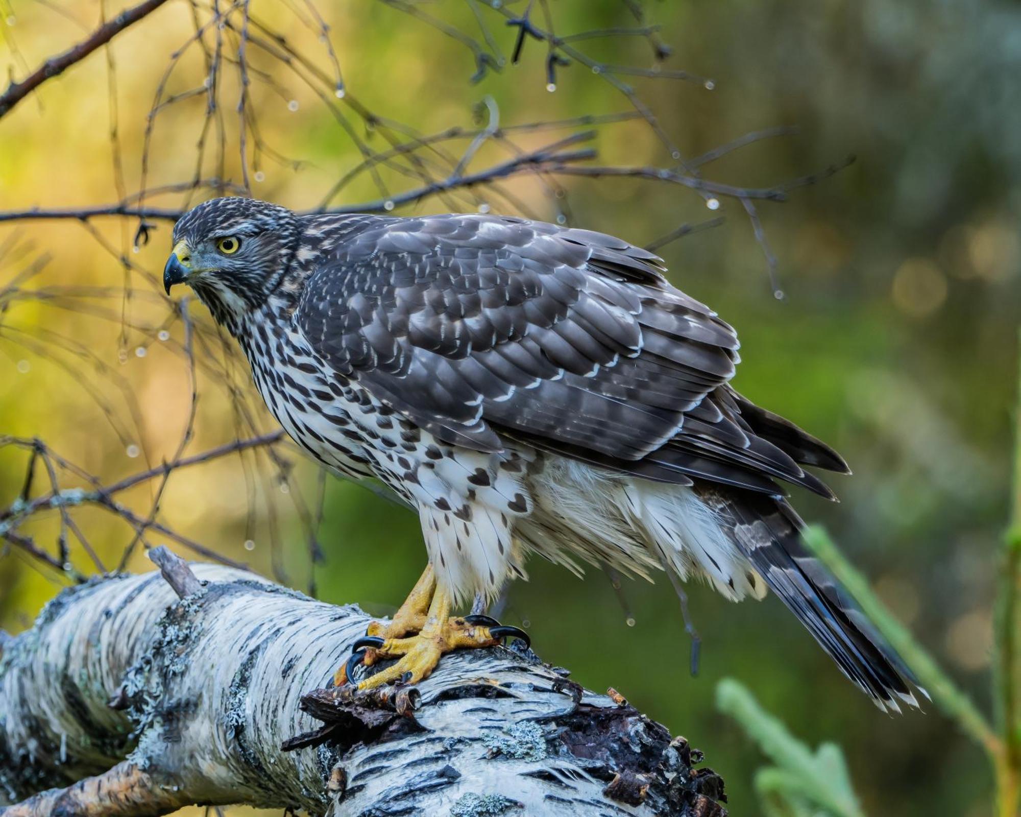 16 - Fulufjellets Nasjonalparker - Natur-, Dyre- Og Fugleopplevelser Ljordal ภายนอก รูปภาพ