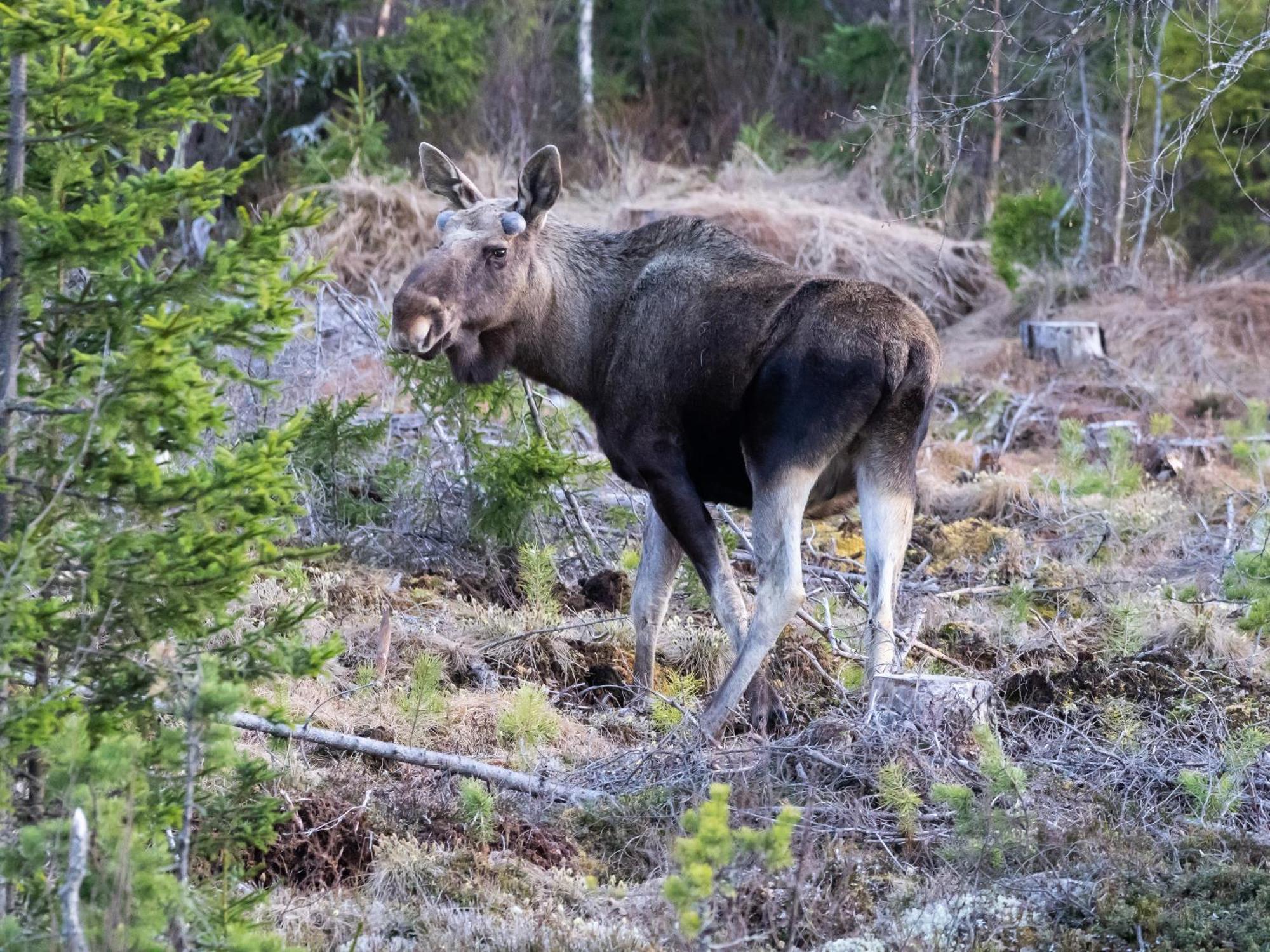 16 - Fulufjellets Nasjonalparker - Natur-, Dyre- Og Fugleopplevelser Ljordal ภายนอก รูปภาพ